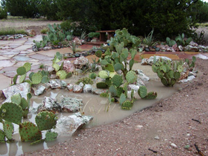 Arizona monsoons refresh the landscape and cut fire danger.