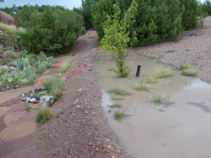 An earthen swale with fruit trees sports hundreds of gallons of collected rain after a storm.