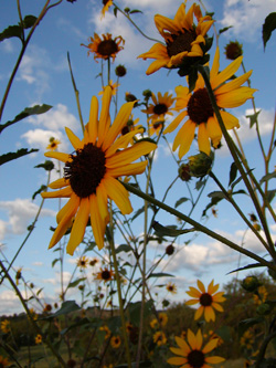 Native sunflowers growing in rain collecting earthern swale.