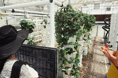 Hydroponic strawberriess