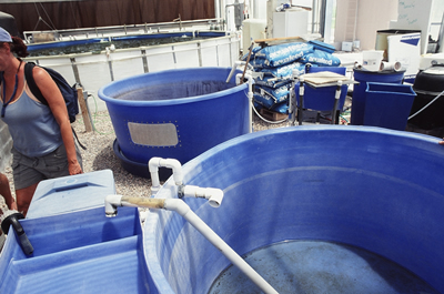 Aquaculture options