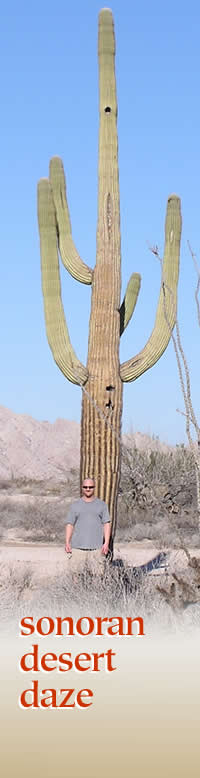 Sonoran Desert Days