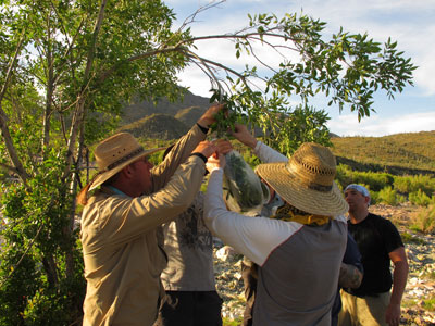 Making a tree still